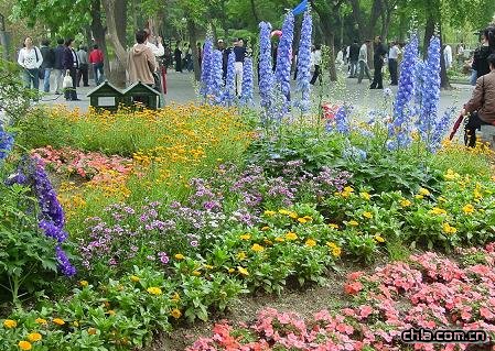 無色草基地| 醡漿草基地 |美女櫻基地| 垂吊牽牛基地神洲花卉